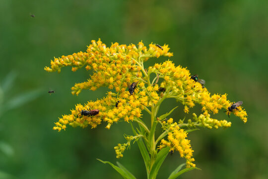 A nature photo of different insects on yellow blossoms of a goldenrod - Stockphoto