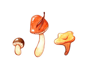 watercolor illustration of three autumn mushrooms