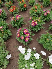 flowers in the garden