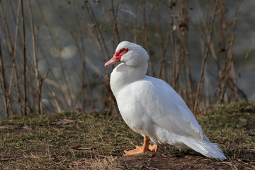 Close-up photo of a big white duck with a distinctive red face. Isolated bird on neutral dark background. Muscovy white duck, Cairina moschata.