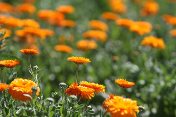 Ringelblumen auf dem Feld