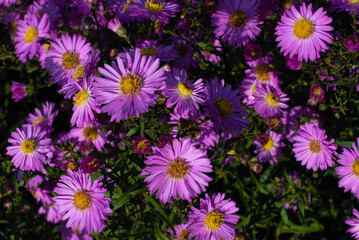 bush of autumn pink flowers in the garden