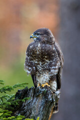 Close-up portrait of brown bird of prey on background of colorful forest. Common buzzard, Buteo buteo