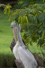 Large white bird outdoors in the shade