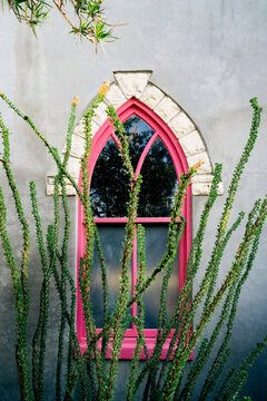 Cactus in front of pink framed window. 