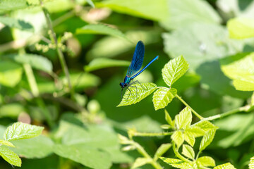 blue dragonfly on the branches of a tree