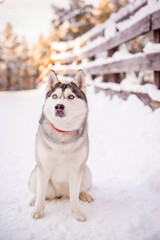 young husky with a red collar sits in the snow looking towards the camera