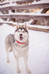young husky with a red collar stands on the snow looks at the camera showing tongue