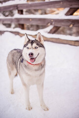 young husky with a red collar on the snow looks towards the camera shows his tongue