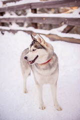young husky with a red collar on the snow looks to the side