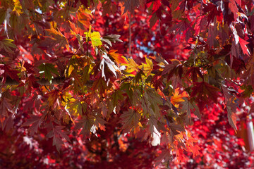 Red fall leaves on a tree