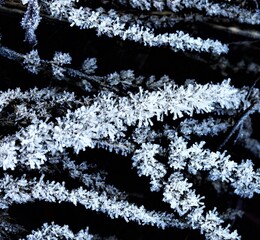 Ice covered branches