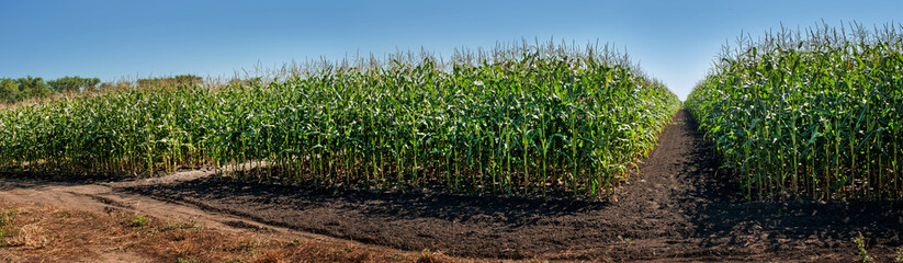 sectors of demonstration corn fields of agricultural crops, panoramic view