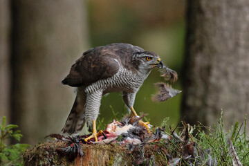 Bird of prey Goshawk, Accipiter gentilis, tears on the common pheasant pieces, in green forrest. Close-up photo close to a wide-angle lens.