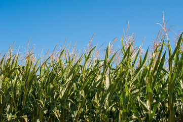Green corn plants against the blue sky, tall stems