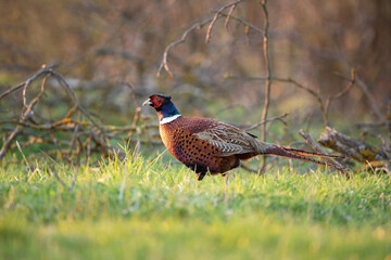 Common pheasant walk on the meadow. Pheasant during the spring season. European wildlife nature. 