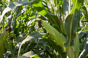 ears of corn with husk and leaves close up
