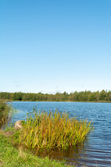 View of the blue lake and clear autumn sky. The shore of the reservoir with a patch of yellow green tall grass. The horizon of water and sky is divided by forest. Nature landscape background
