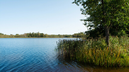 Forest blue lake clear autumn sky. Tall reeds and a large deciduous tree grow in the water. The horizon of water and sky is divided by a forest. Nature landscape background