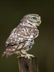 Close -up portrait of a brown owl with shining yellow eyes and a yellow beak. Little Owl, Athene noctua.