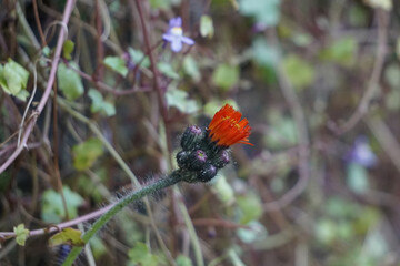 Scotland, UK: A red thistle flower with a cluster of buds surrounding it.