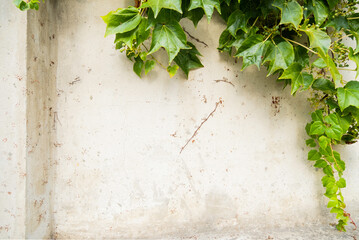 Green plants with carved leaves and green berries are growing on light dirty old cement wall