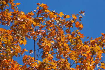 Orange fall tree leaves