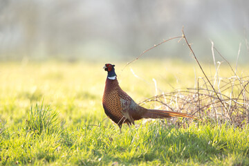 Common pheasant walk on the meadow. Pheasant during the spring season. European wildlife nature. 