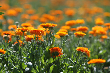 Ringelblumen auf dem Feld
