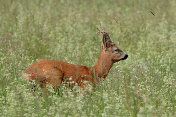 Naklejka na ściany i meble Young roe in a dynamic pose jumping over a meadow full of white flowers. Roe deer, Capreolus capreolus.