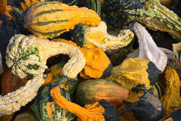 squash background harvest fall thanksgiving autumn vegetables 