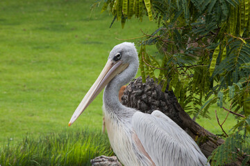 Stork with grass background