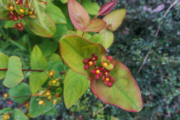 Tutsan (Hypericum androsaemum), a shrub  with green and red leaves, red and yellow  berries.