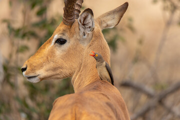 Oxpecker sitting on an impala