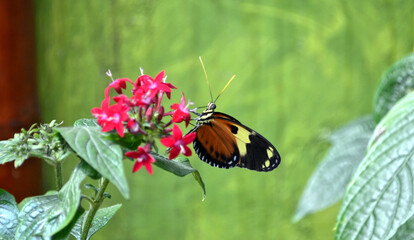 Ecuador - Mindo Butterfly at Finca de Mariposas