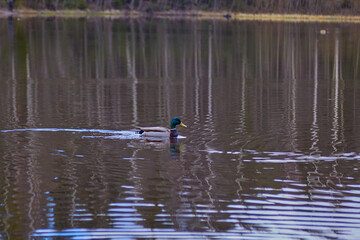 Ducks on the lake in the wild. Beautiful reflections of water in the forest