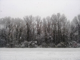 Snowy Field