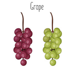 Bunch of grape isolated on white background, stock vector illustration.