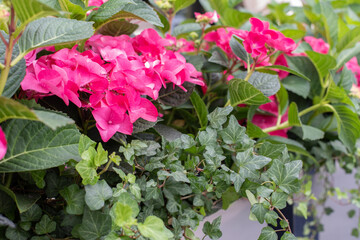 Pink flower hydrangea blossom close-up. Background backdrop perspective horizontal. Fresh natural...