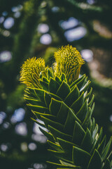 Monkey Puzzle Flower