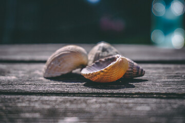 Shells on Timber