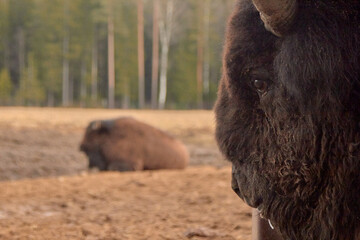 Wild european bison in the forest, Russia