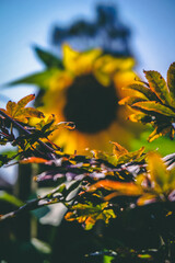 Bokeh Sunflower
