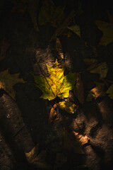 Walking Through Fall