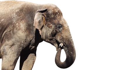 The Asian elephant  or the Indian elephant  (lat. Elephas maximus), isolate, is a mammal of the order of proboscis, the only modern species of the genus of Asian elephants (Elephas) 