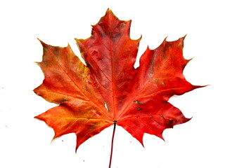 Maple leaf on white background