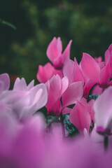 Close-up Pink Flowers