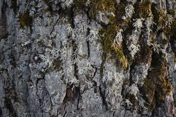 Green moss on the gray trunk of an old tree