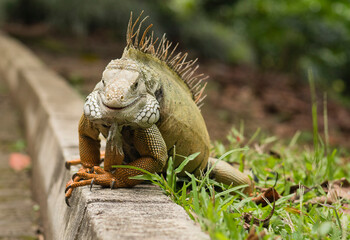 Fototapeta premium Iguana en paseo matutino.