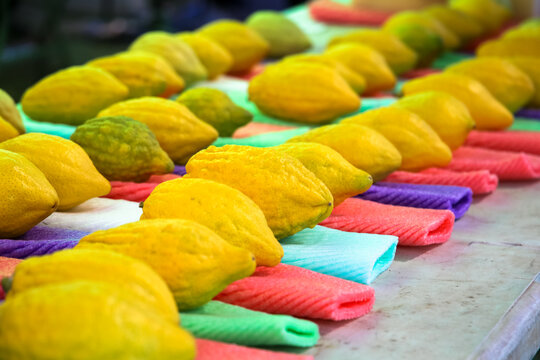 A row of etrogs from one of the four species on Sukkot